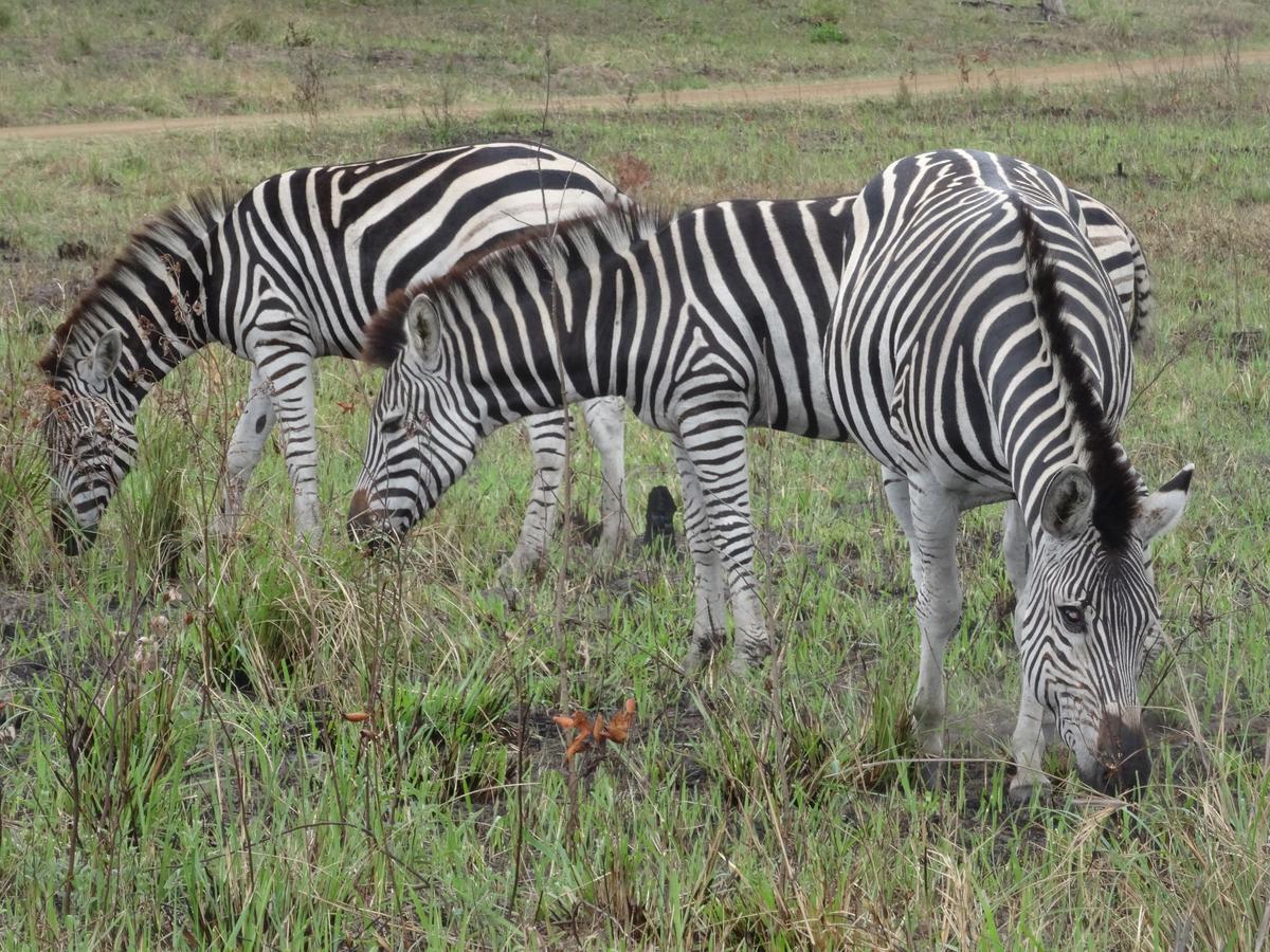 Lodge Afrique Saint Lucia Estuary Eksteriør billede